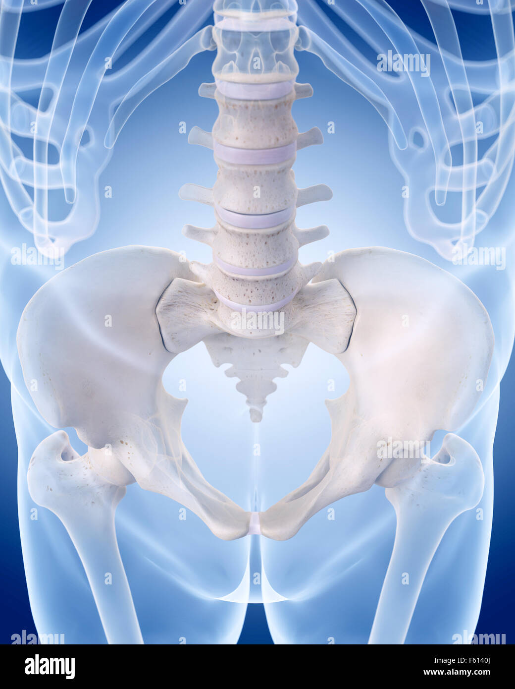 Illustration de l'exacte médicalement squelette humain - la colonne lombaire Banque D'Images