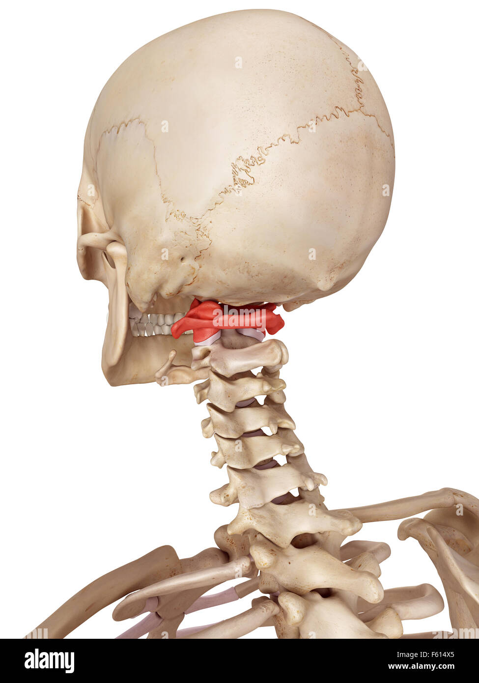 Précis de médecine illustration de l'os atlas Banque D'Images