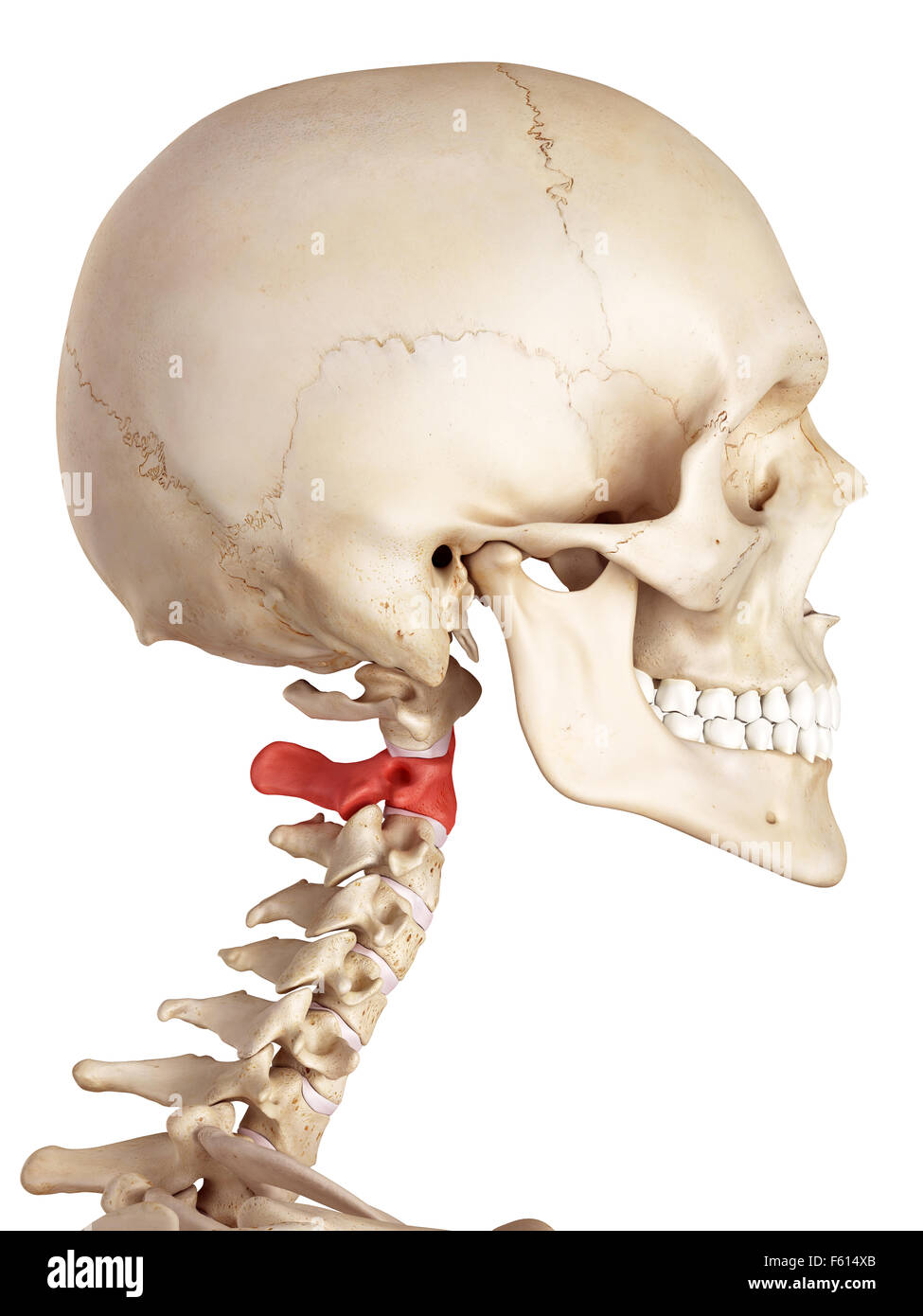 Précis de médecine illustration de l'os de l'axe Banque D'Images