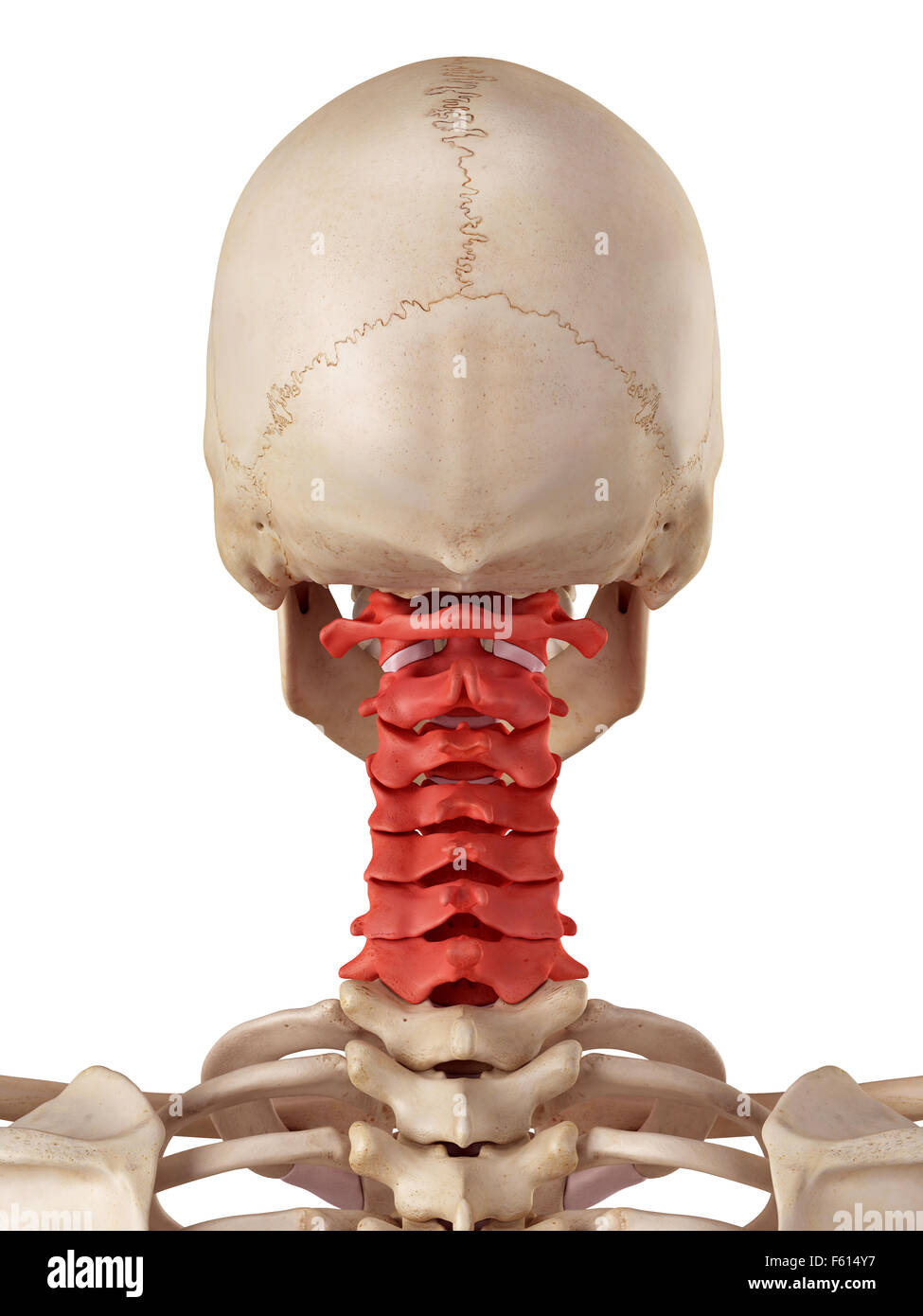 Précis de médecine illustration de la colonne cervicale Banque D'Images