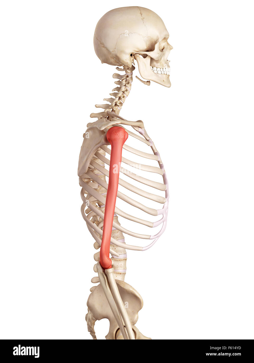 Anatomie du bras humain Banque de photographies et d’images à haute