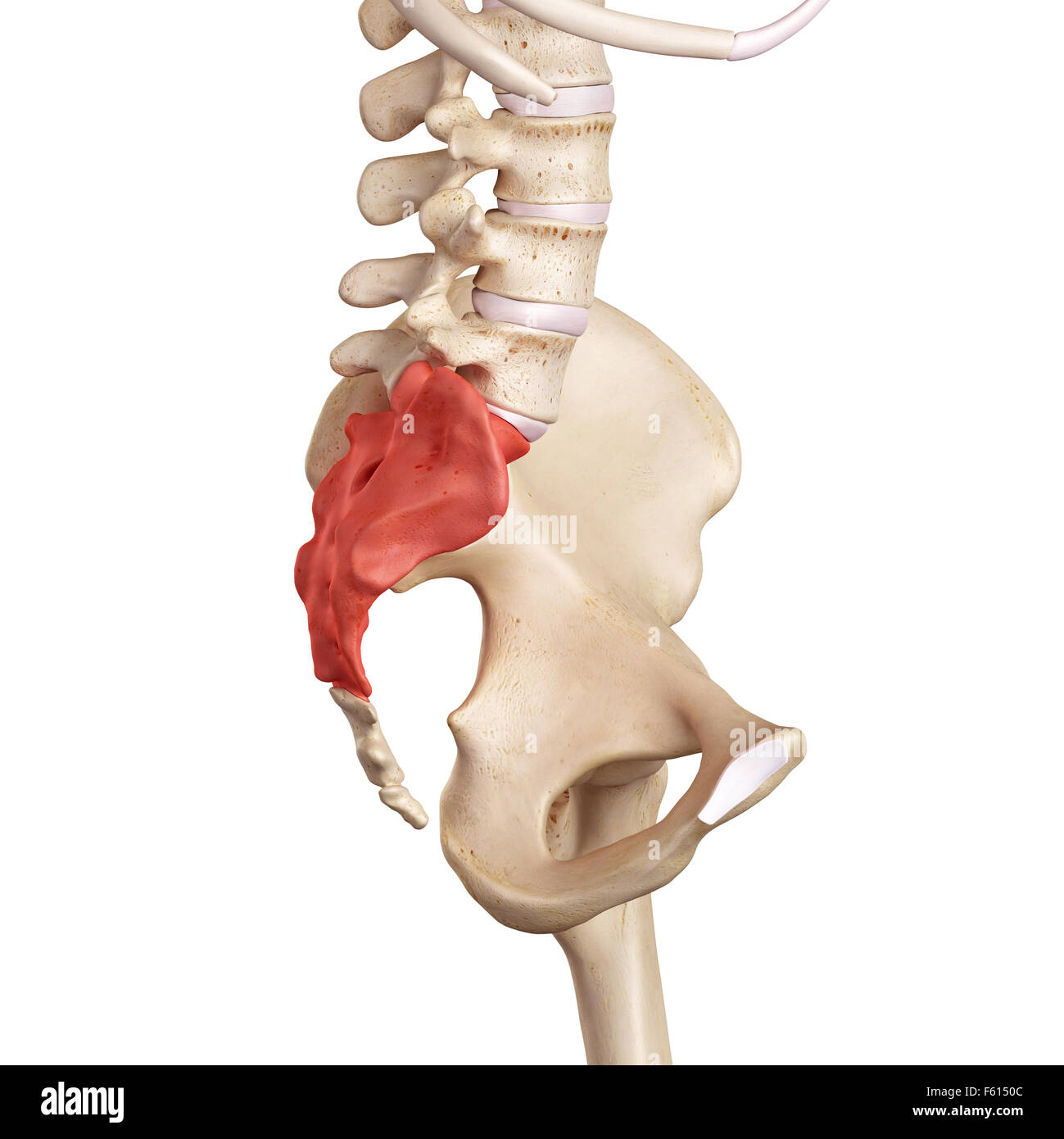 Précis de médecine du sacrum illustration Banque D'Images