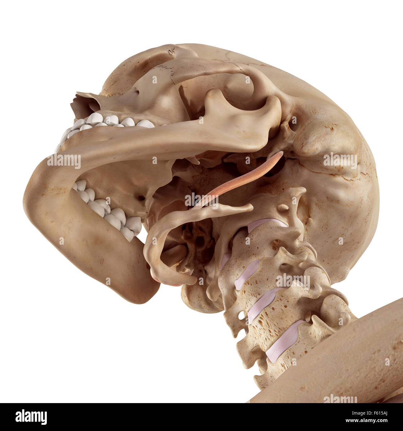 Précis de l'illustration médicale stylohyoid Banque D'Images