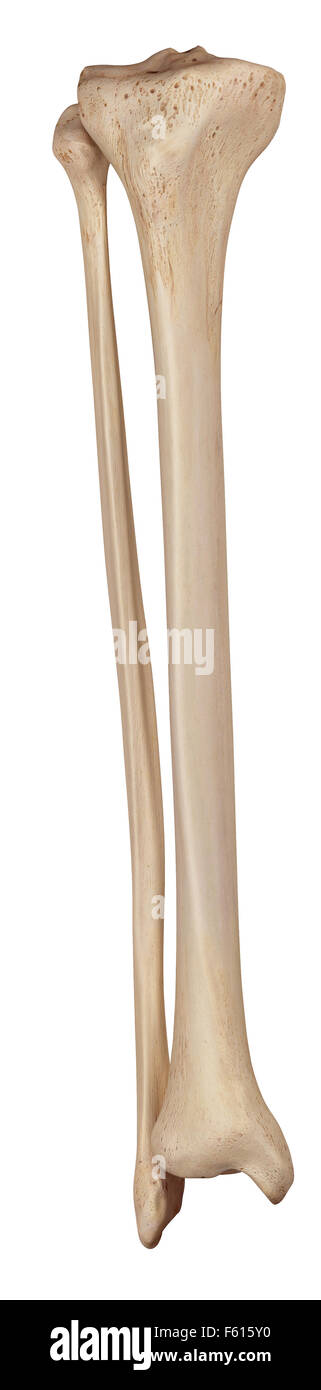 Anatomie osseuse du tibia Banque d'images détourées - Alamy