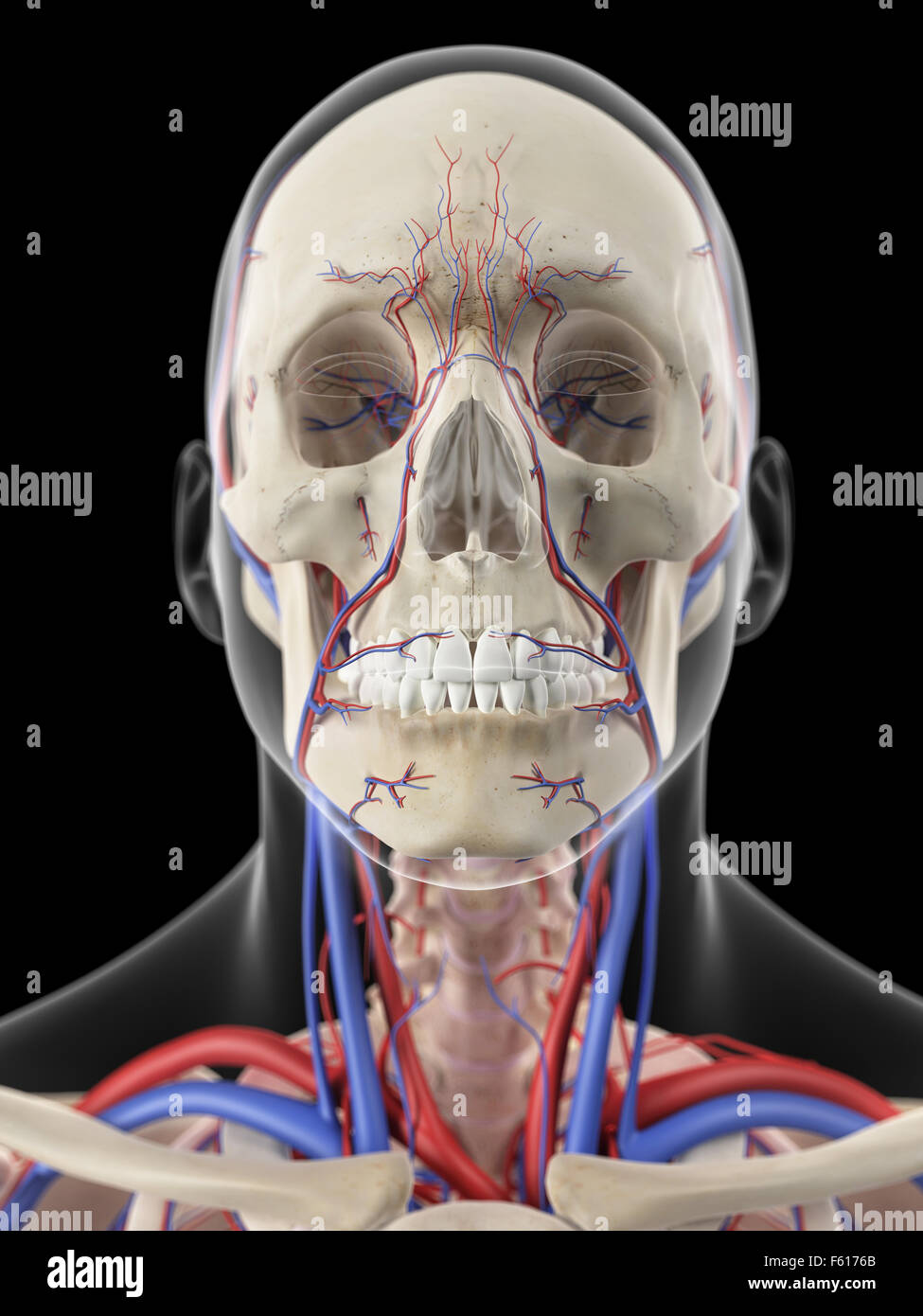 Illustration de l'exacte médicalement les veines et les artères de la tête Banque D'Images