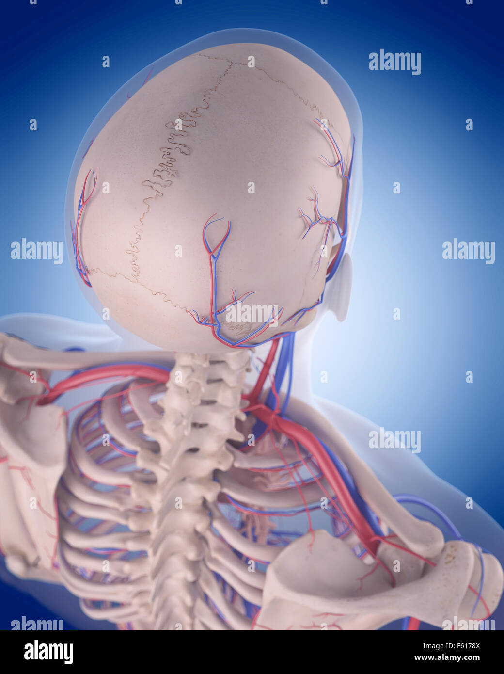Illustration de l'exacte médicalement système circulatoire - crâne Banque D'Images
