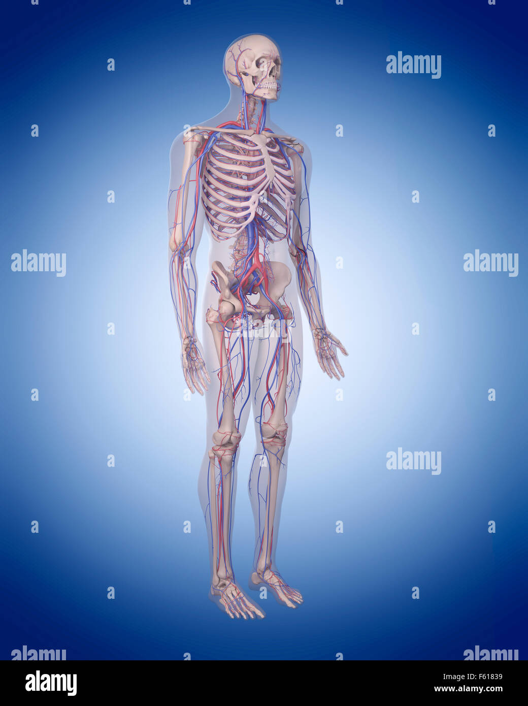 Illustration de l'exacte médicalement système circulatoire Banque D'Images