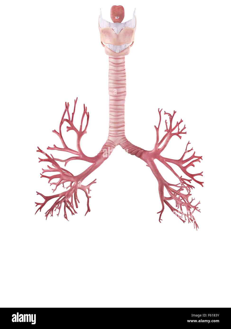 Illustration de l'exacte du point de vue médical bronches Banque D'Images