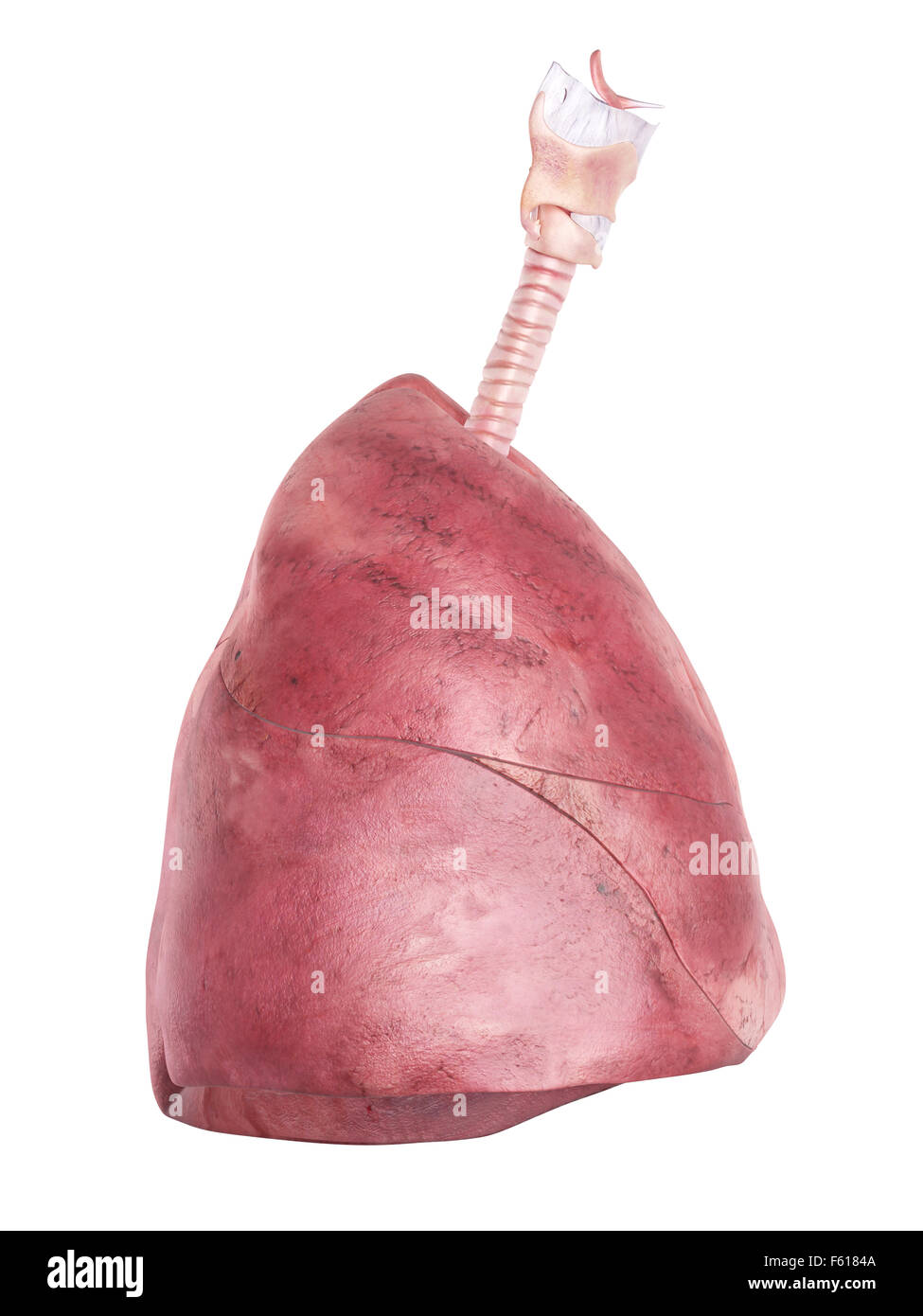 Illustration de l'exacte médicalement lung Banque D'Images