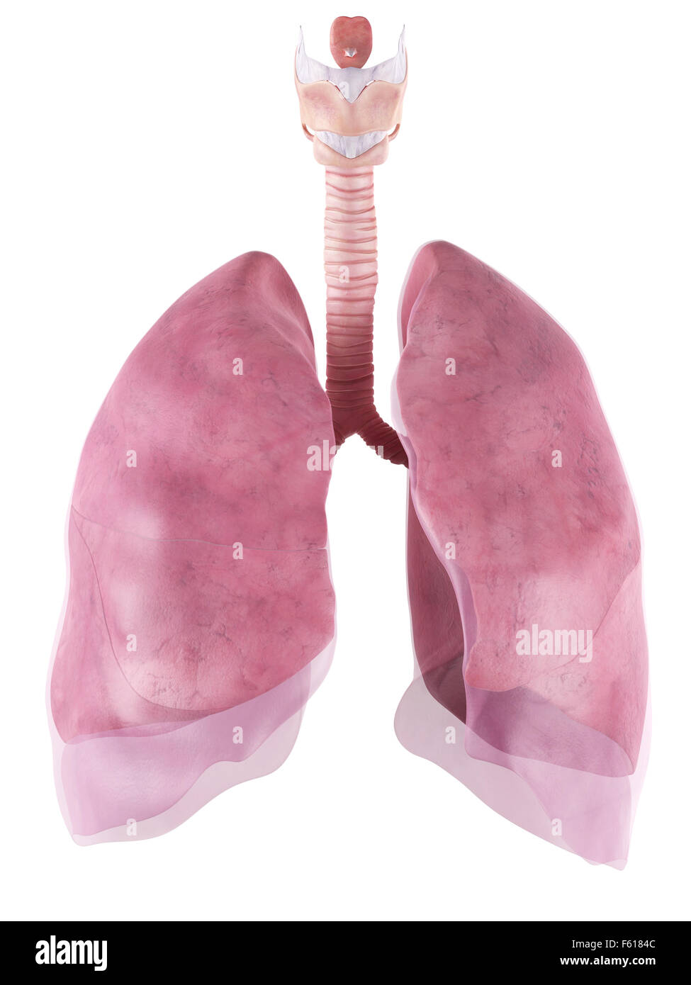 Illustration de l'exacte médicalement lung Banque D'Images