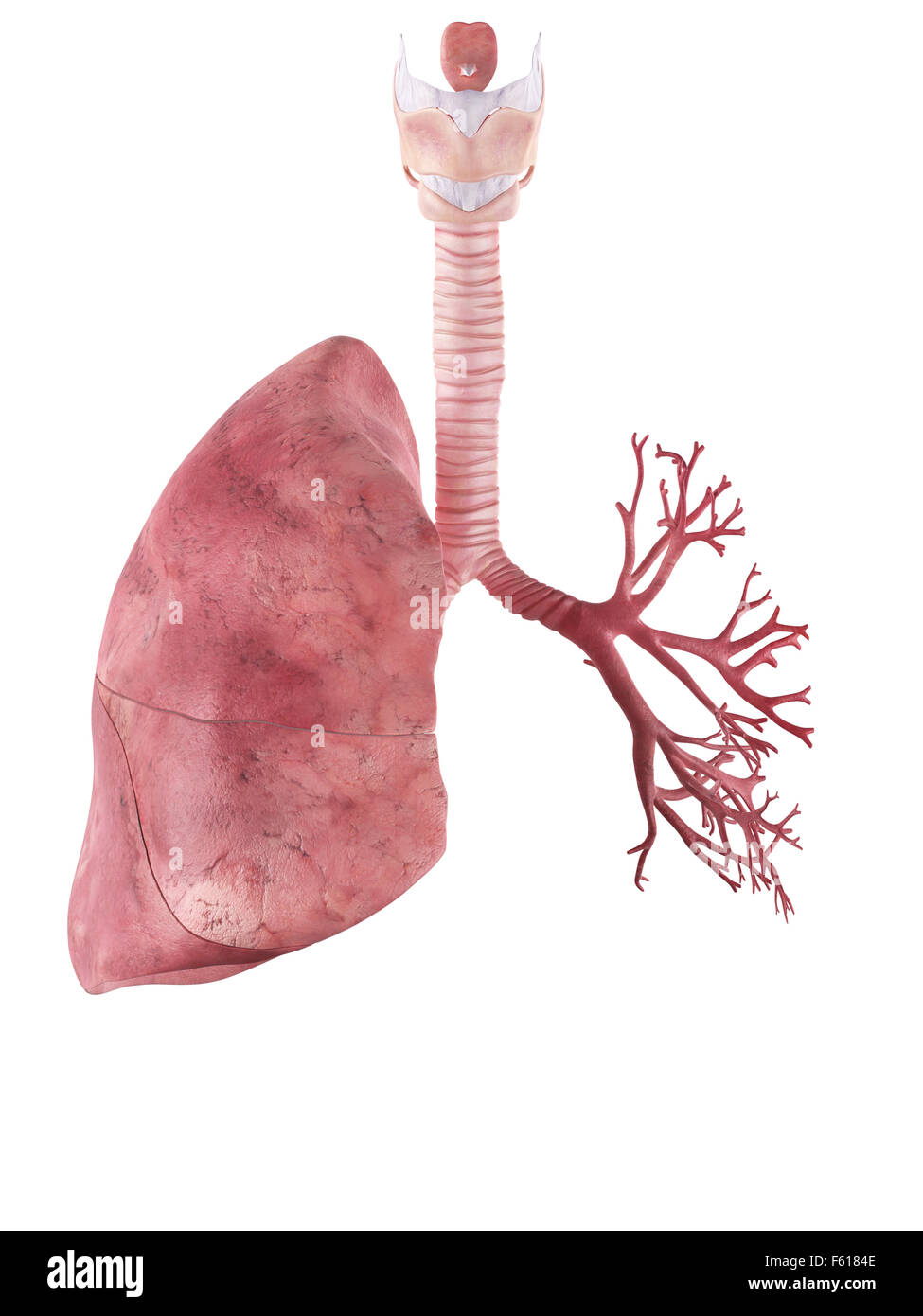 Illustration de l'exacte médicalement lung Banque D'Images
