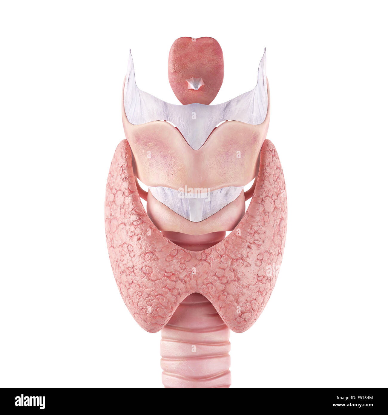 Illustration de l'exacte médicalement thyroïde Banque D'Images