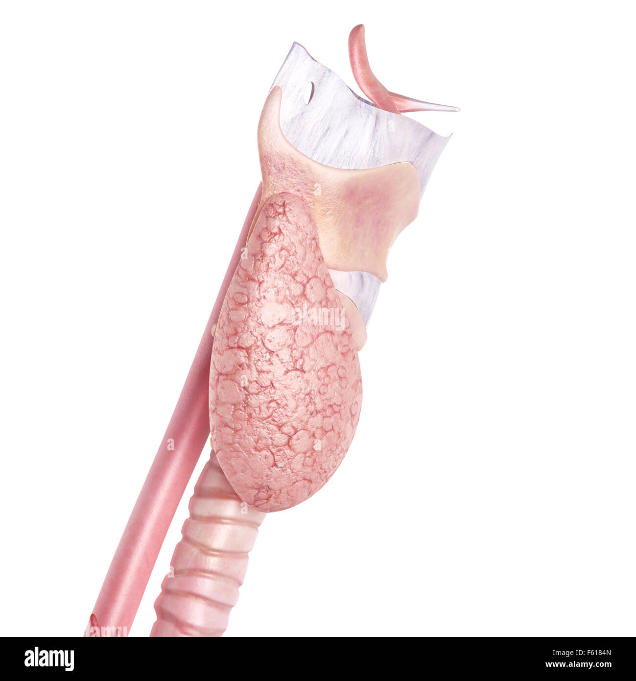 Illustration de l'exacte médicalement thyroïde Banque D'Images