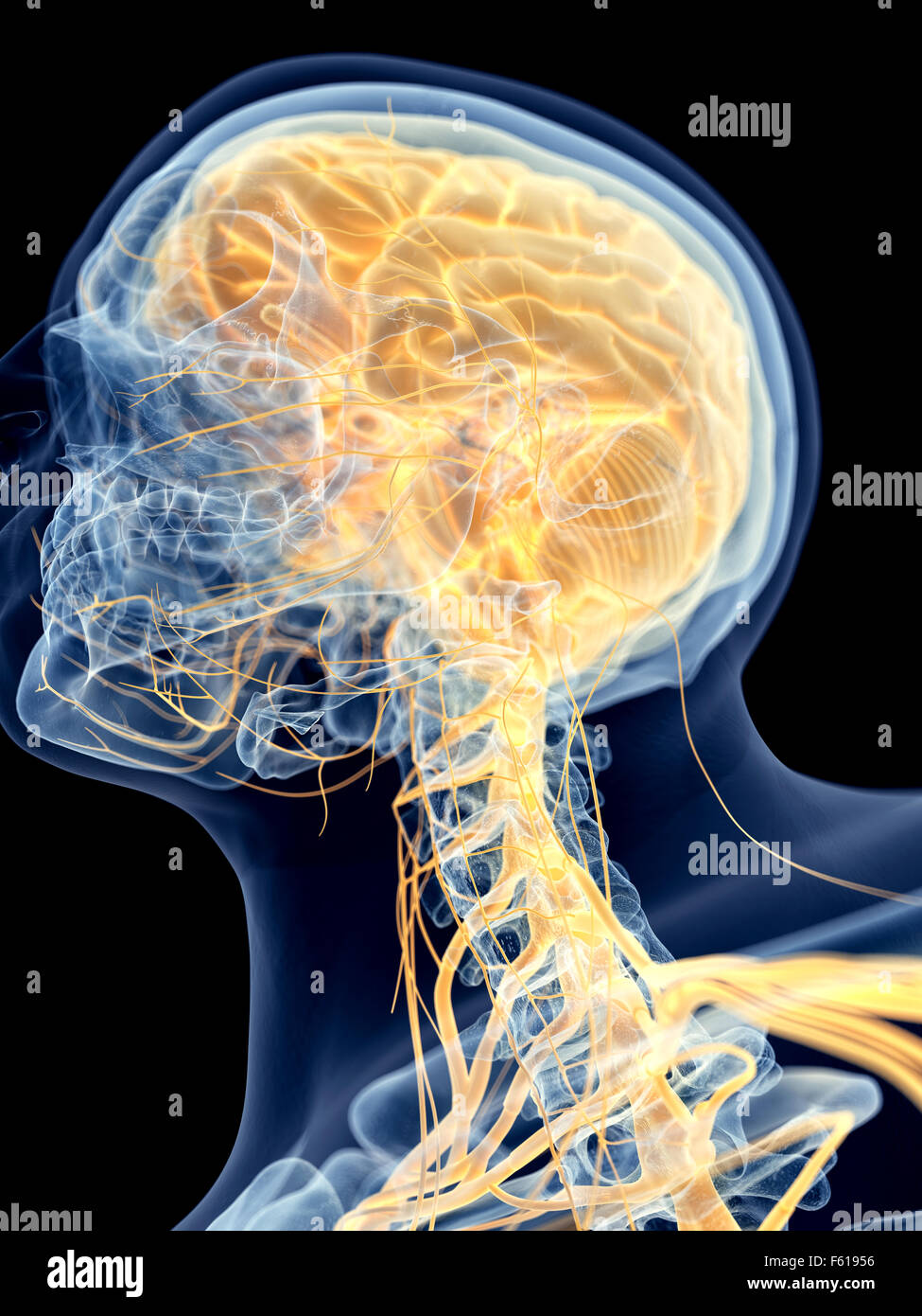 Illustration de l'exacte médicalement cerveau Banque D'Images