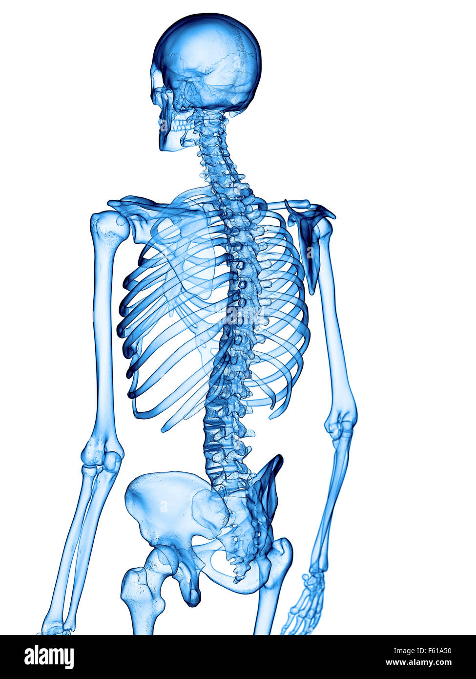 Illustration de l'exacte médicalement spine Banque D'Images