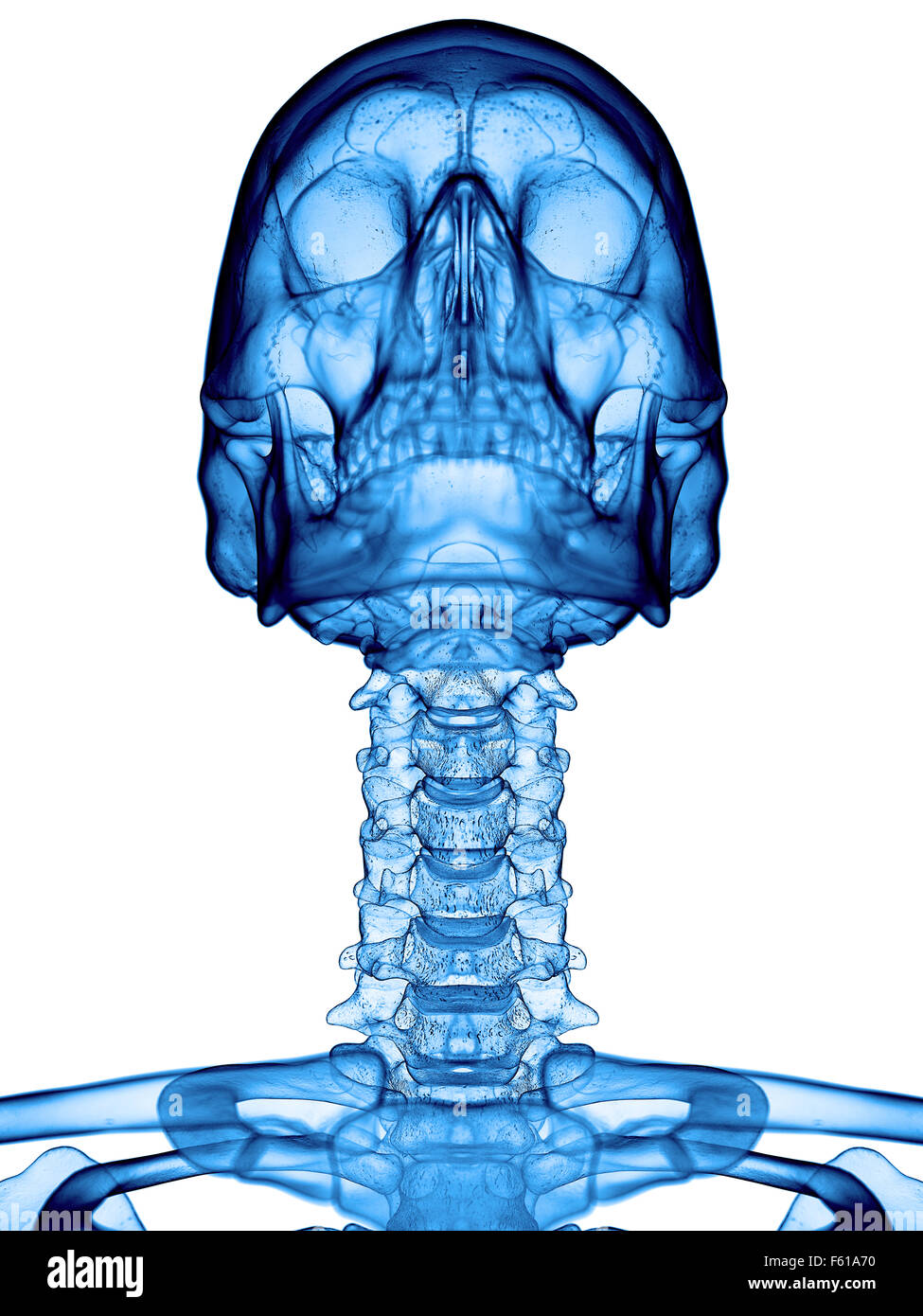 Illustration de l'exacte médicalement rachis cervical Banque D'Images