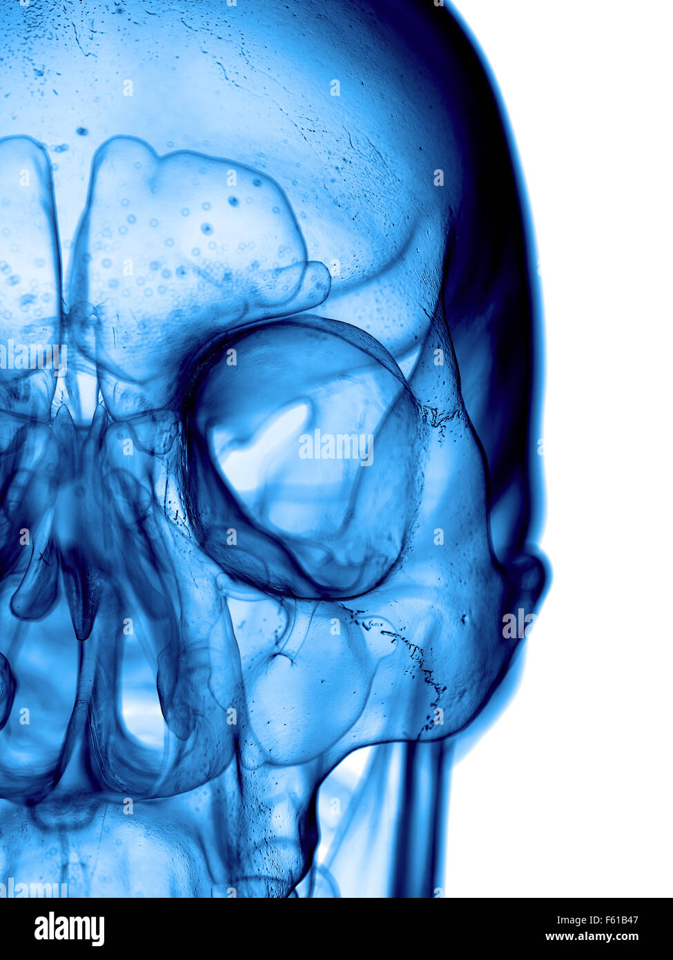 Illustration de l'exacte médicalement crâne humain Banque D'Images