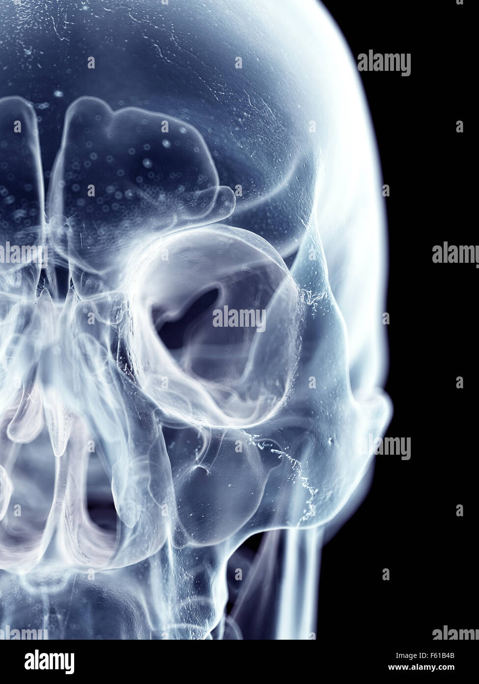 Illustration de l'exacte médicalement crâne humain Banque D'Images