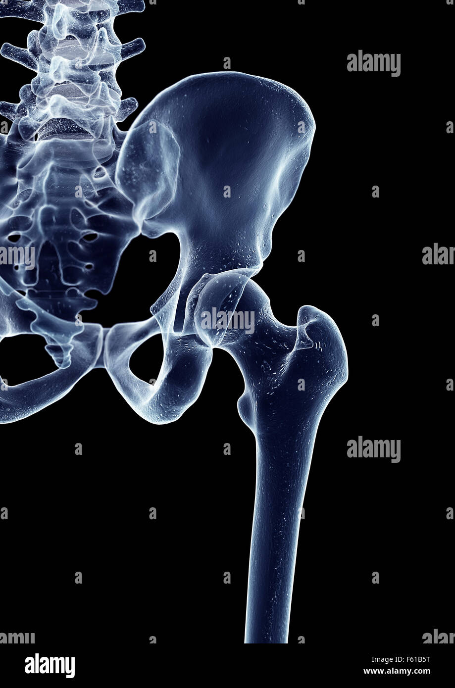 Illustration de l'exacte sur le plan médical de la hanche Banque D'Images