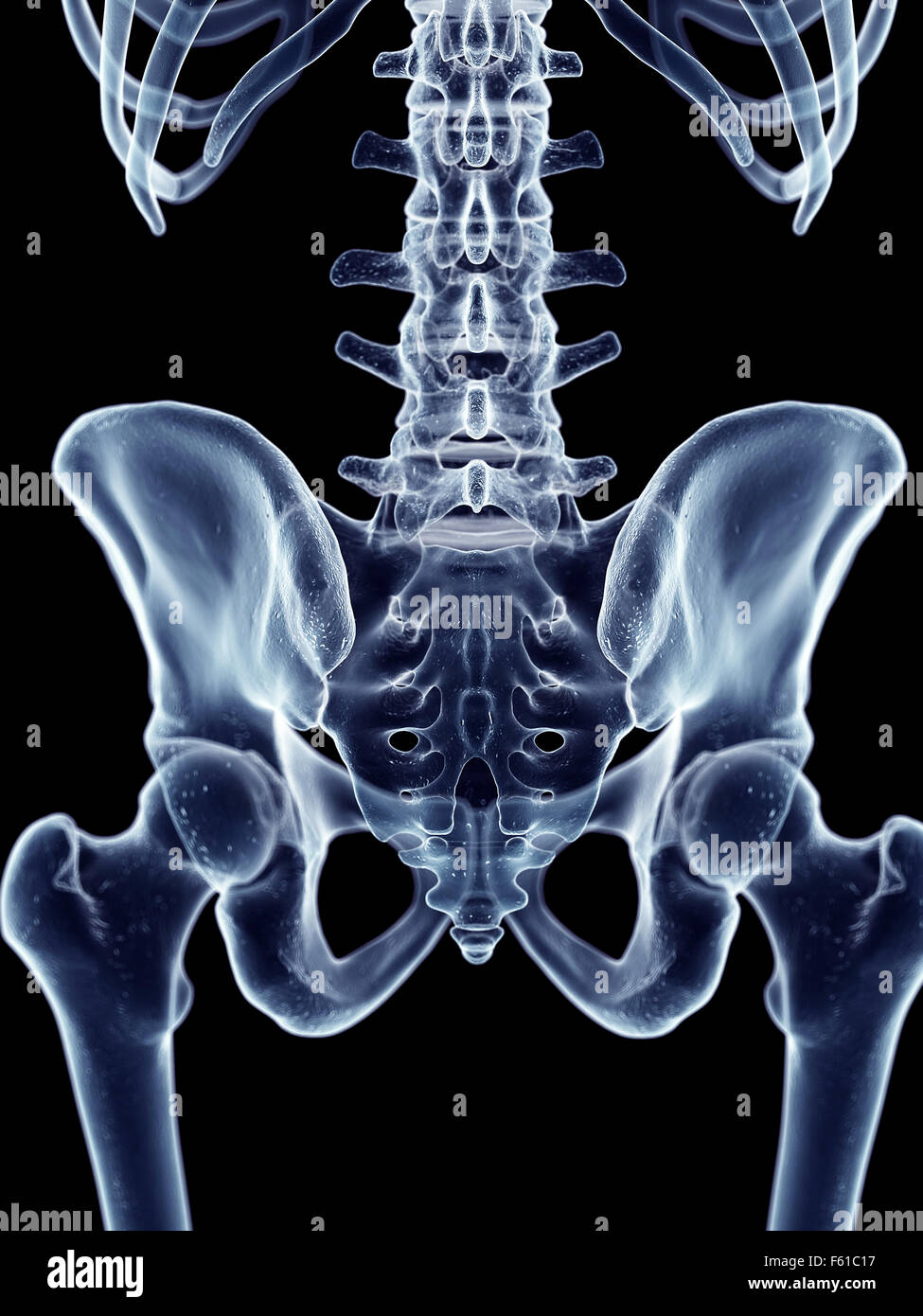 Illustration de l'exacte médicalement hip Banque D'Images