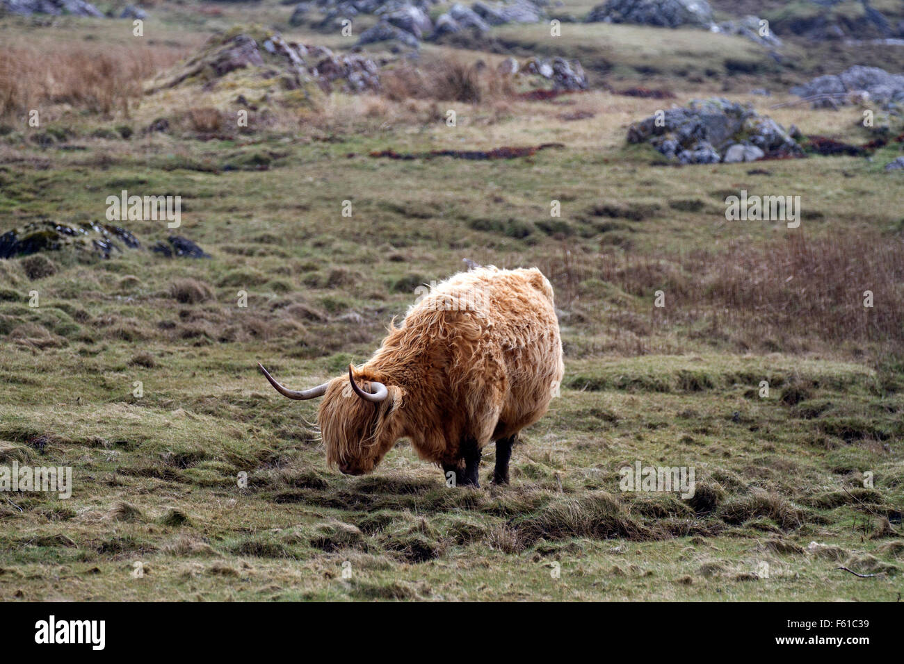 Highland vache dans l'établissement d'origine Banque D'Images