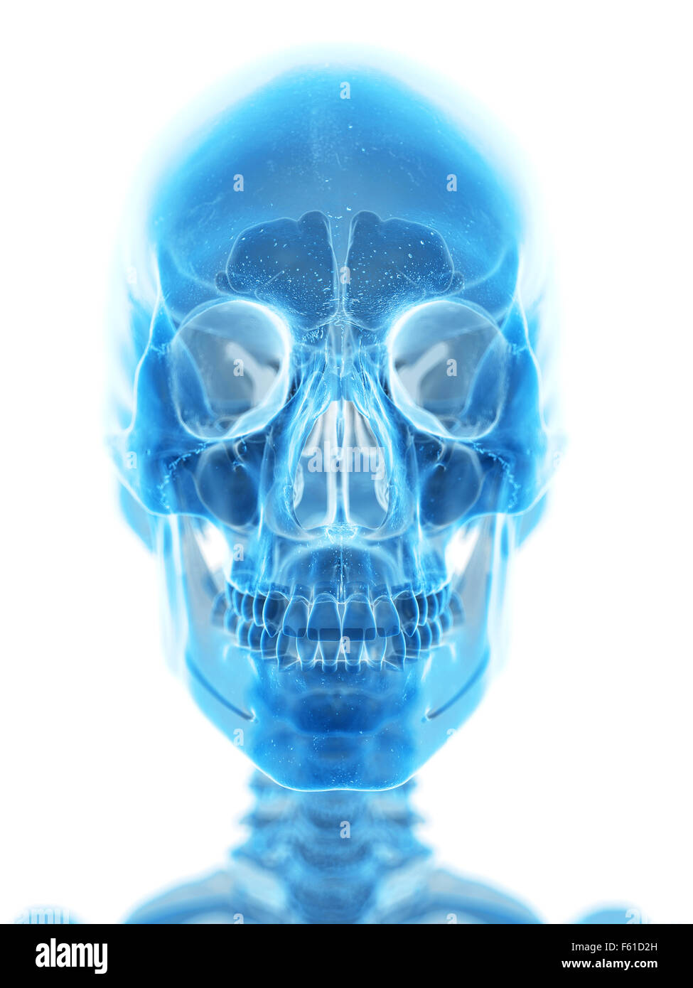 Illustration de l'exacte médicalement crâne humain Banque D'Images