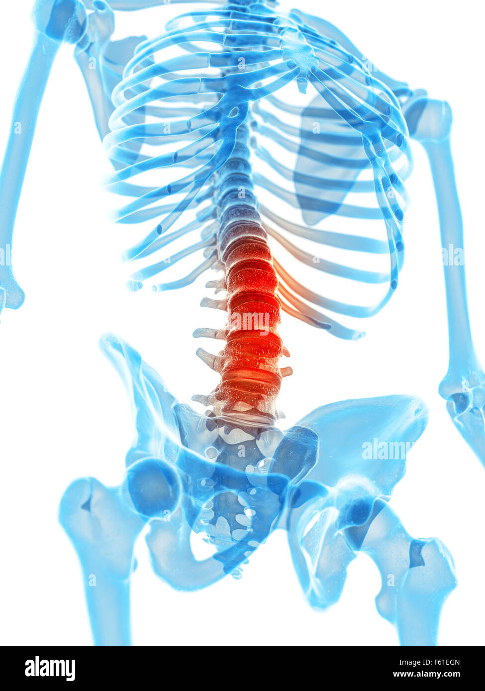 Illustration - précise le plan médical rachis lombaire douloureux Banque D'Images