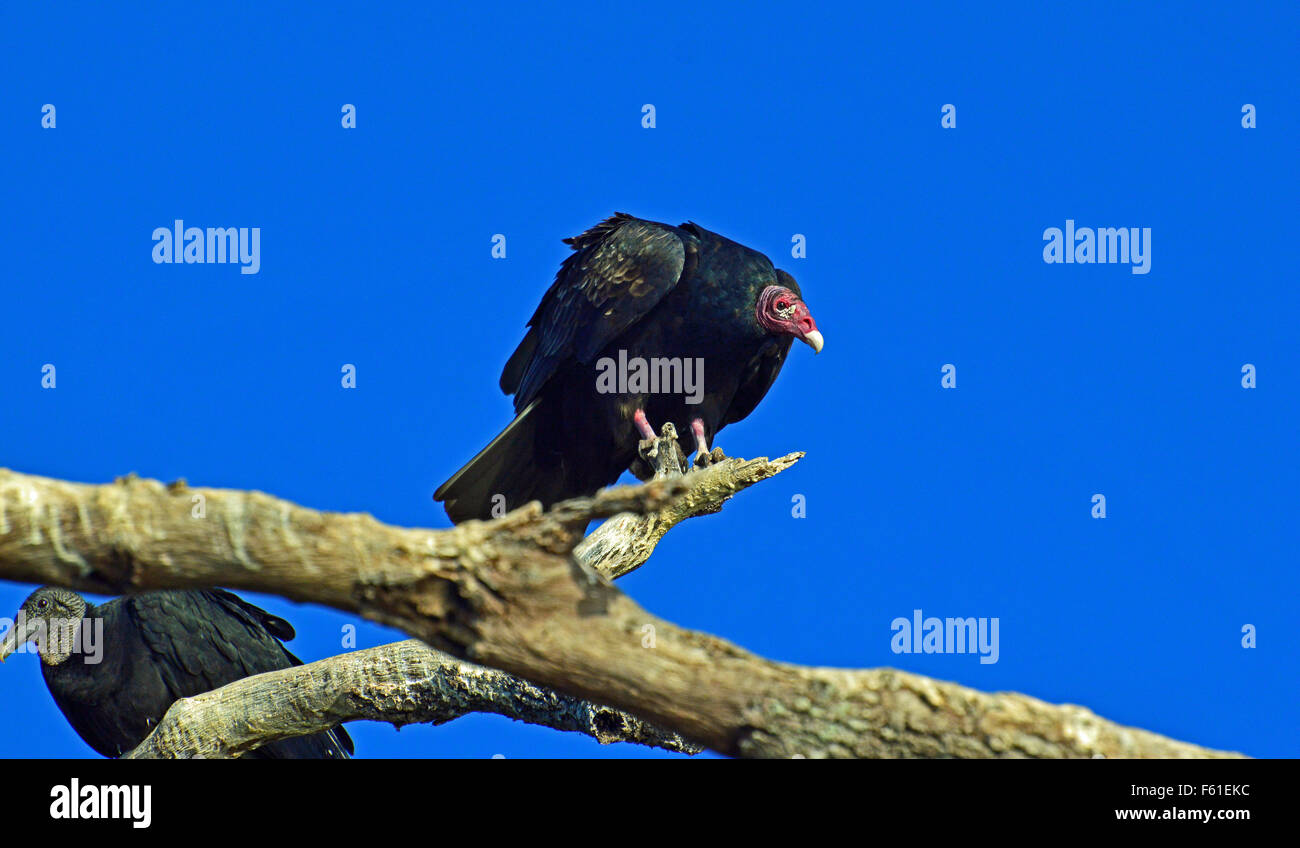 Vulture assis dans un arbre Banque D'Images