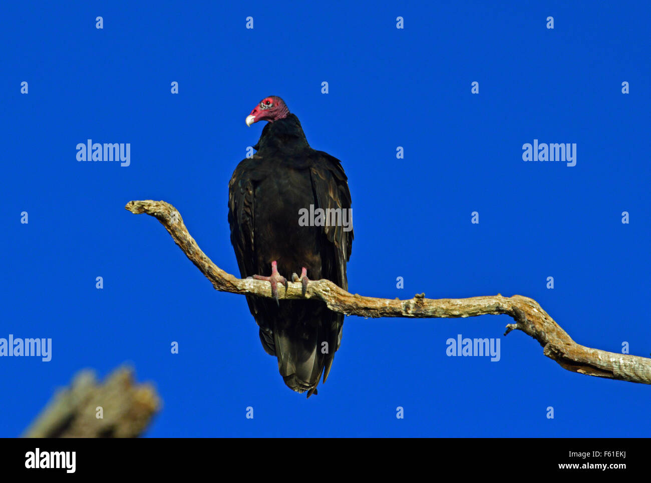 Vulture assis dans un arbre Banque D'Images