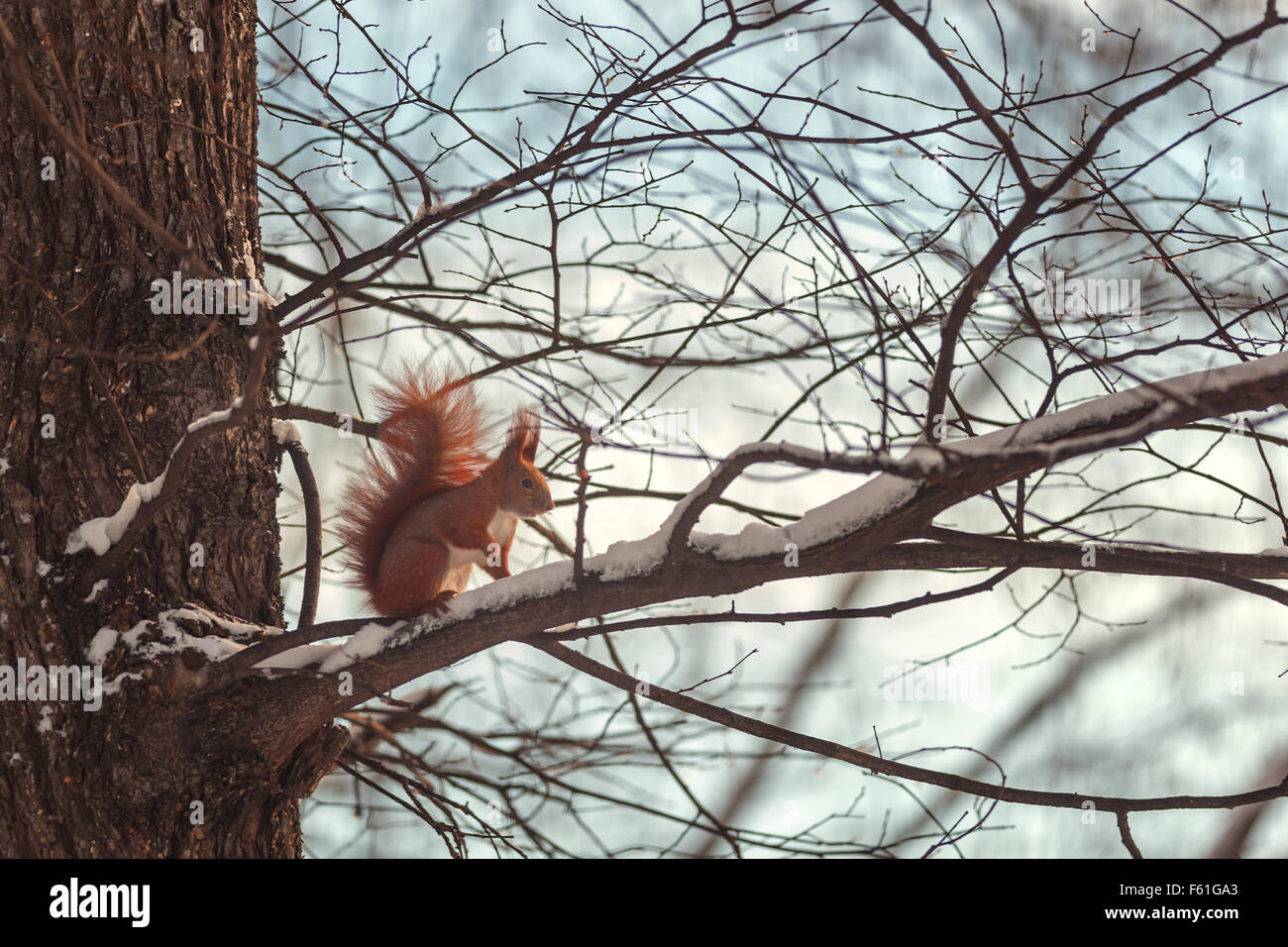 Arbre généalogique sur écureuil close up Banque D'Images