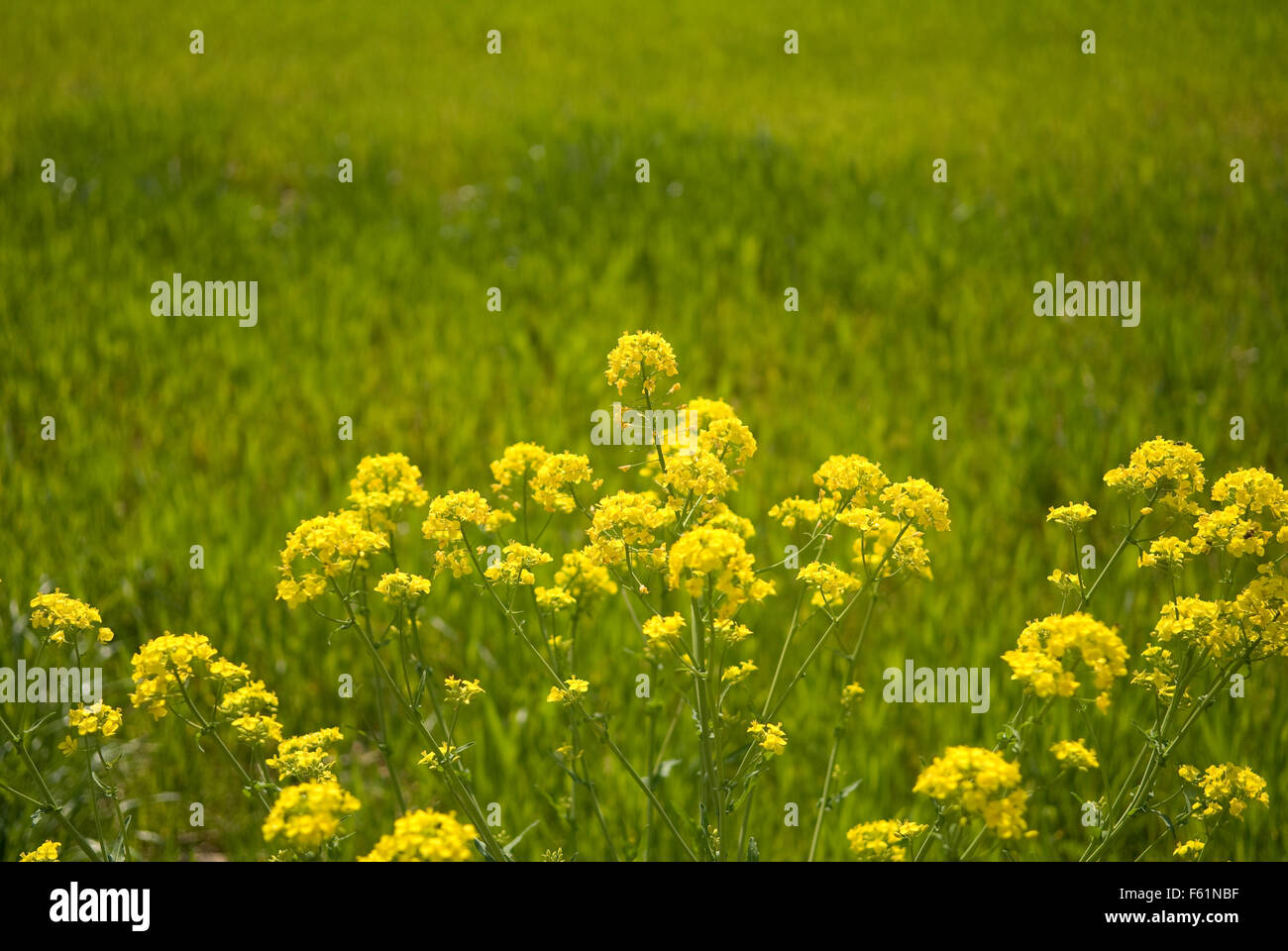 Bordure de fleurs de printemps jaune Banque D'Images
