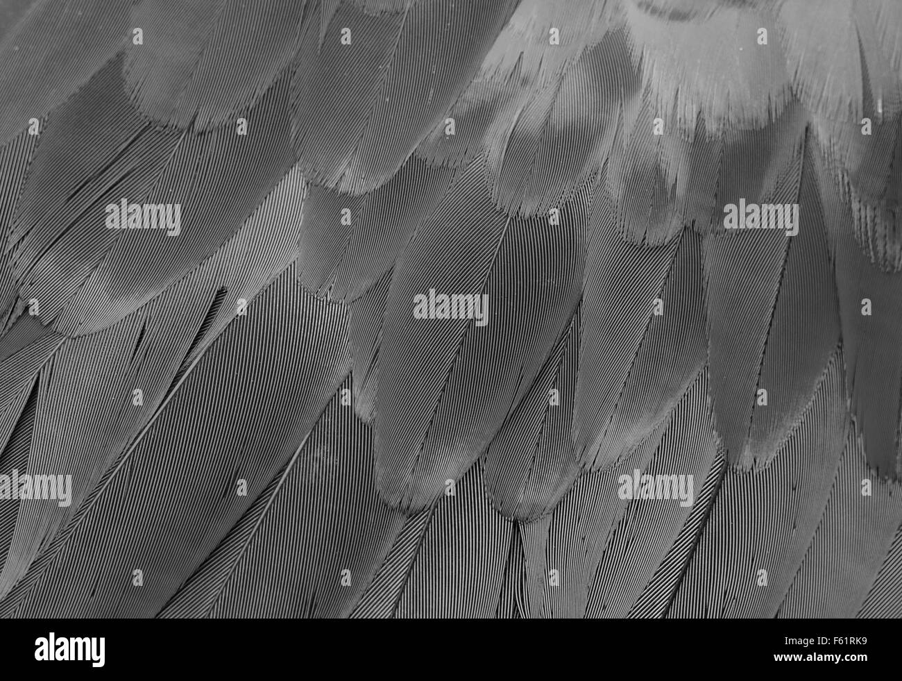 Beau vert-winged Macaw (Ara chloropterus) retour feather Banque D'Images