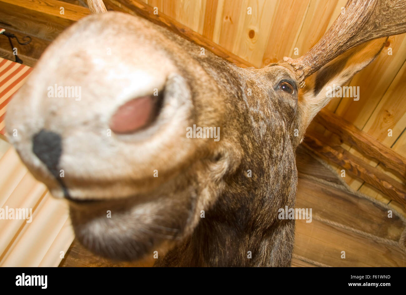 Le wapiti. Animal en peluche Banque D'Images