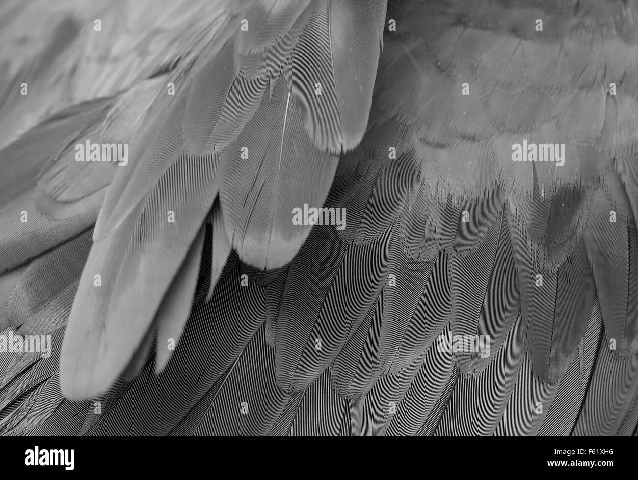 Beau vert-winged Macaw (Ara chloropterus) retour feather Banque D'Images
