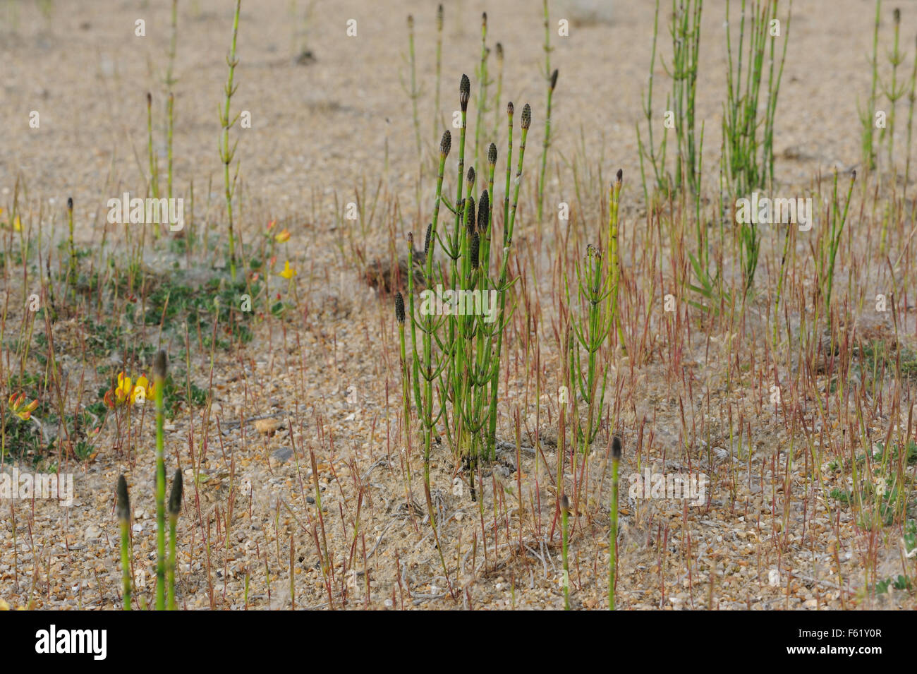 Cone-like, strobiles porteuses de spores à l'extrémité des tiges de prêle des champs, la prêle commune ou mare's tail (Equisetum arvense) croissant dans le sable Banque D'Images