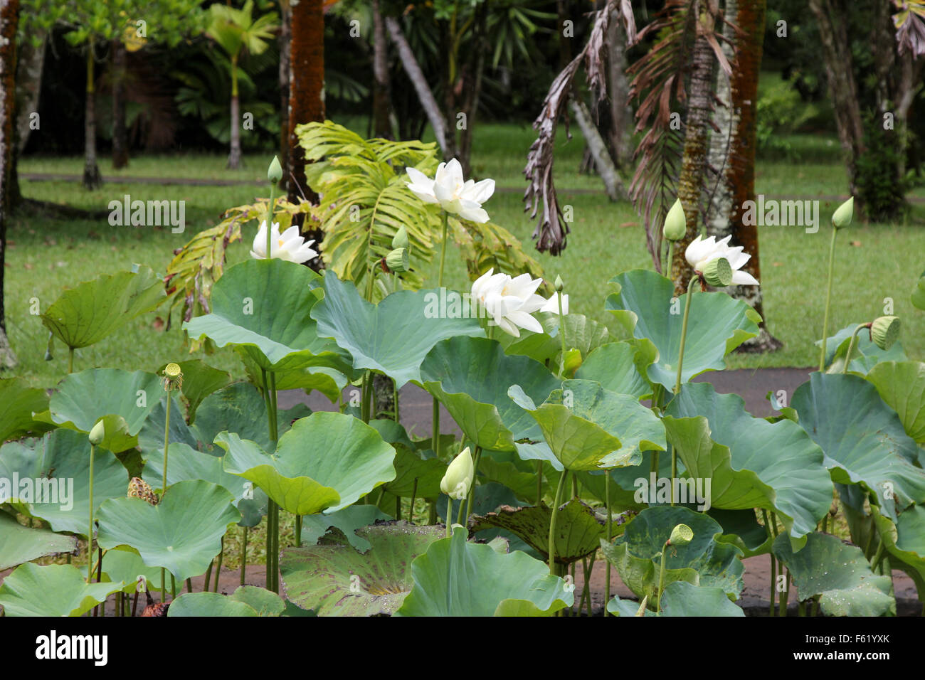 Fleur de lotus blanche fleurit dans un étang en arboretum royale l'Ile Maurice Banque D'Images