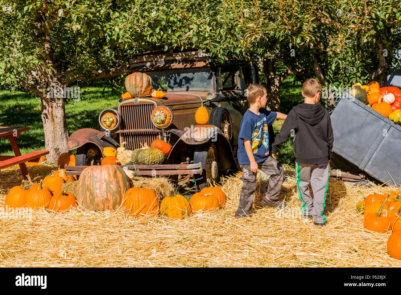 Les garçons découvrez vieille voiture et stand de fruits citrouilles, Keremeos, British Columbia, Canada Banque D'Images