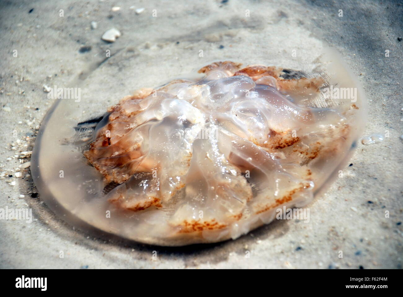 Méduses mortes Banque D'Images