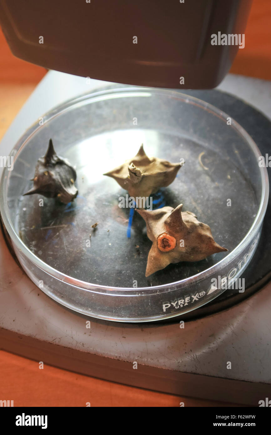 Jardin Public de Wave Hill dans le Bronx, New York, USA Banque D'Images