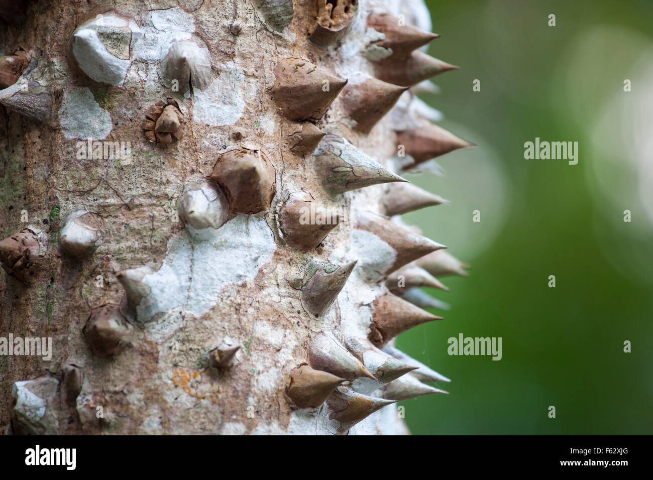 Gros plan de l'arbre ceiba épineux (Ceiba chodatii) au Yucatan, Mexique. Banque D'Images