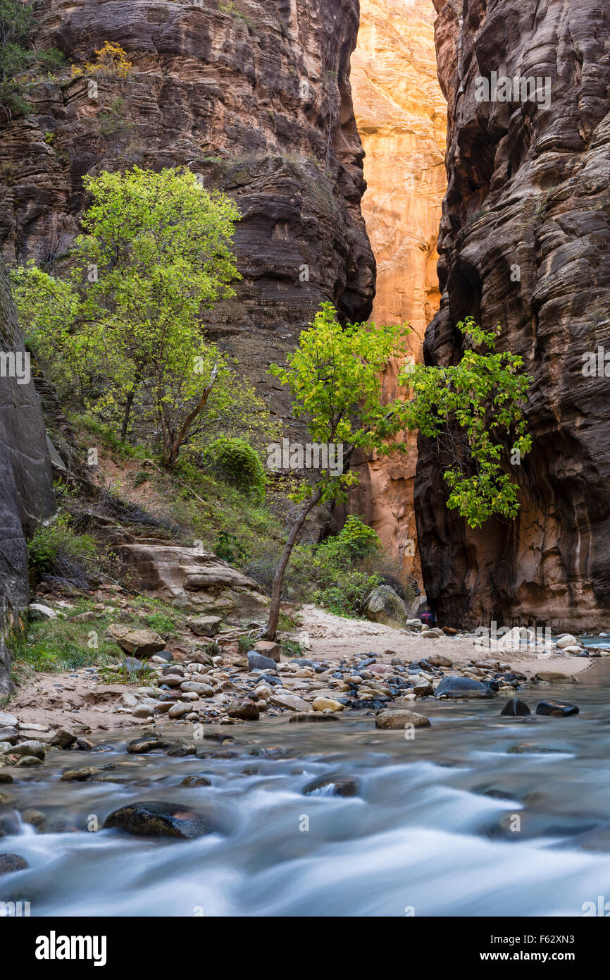 Mur d'une falaise orange allumé a révélé entre les murs de la Vierge Narrows canyon fente dans Zion National Park, Utah. Banque D'Images