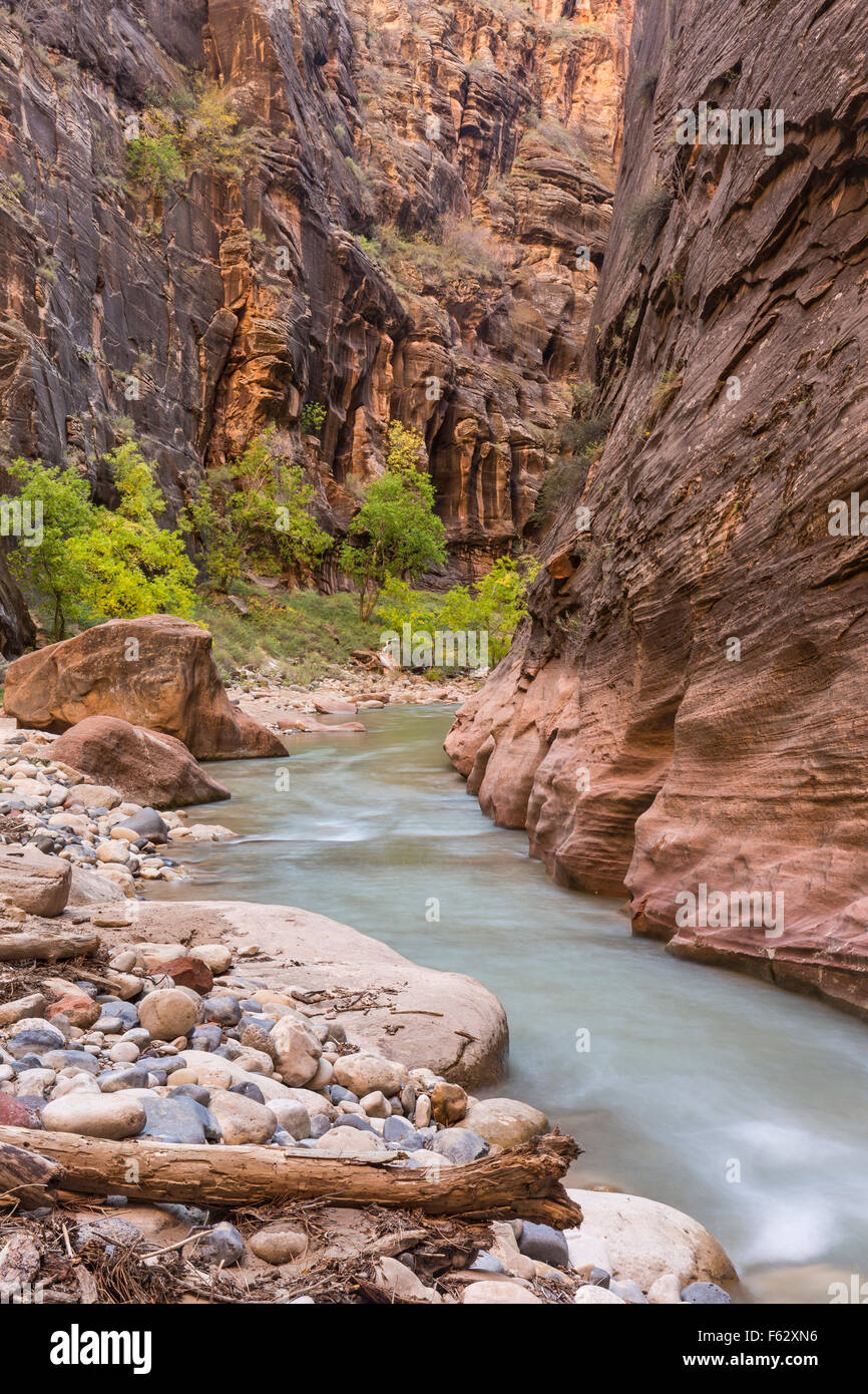 Les falaises rouges bordent le fleuve bleu de la Vierge Narrows canyon fente dans Zion National Park, Utah. Banque D'Images