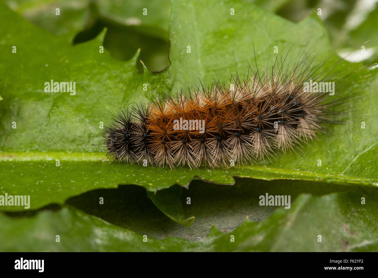 Tiger Wood, Caterpillar, Wegerichbär Wegerich-Bär Wegerich-Bärenspinner,,,, Raupe Parasemia plantaginis, Phalaena plantaginis Banque D'Images