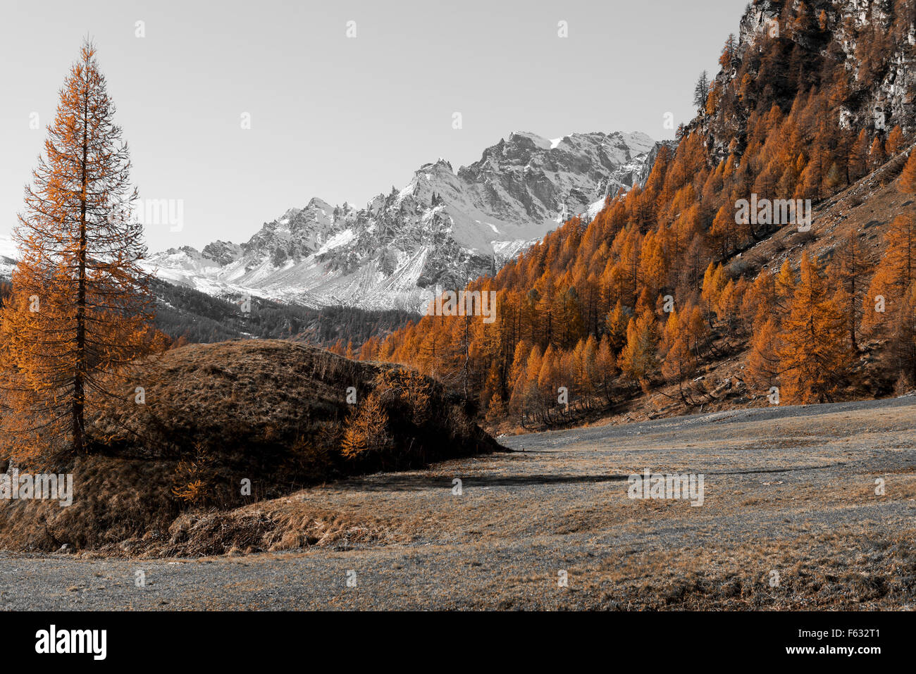 Couleurs d'automne à l'Alp Devero dans un beau coucher de soleil avec le dernier rayon de lumière sur les mélèzes, Piémont - Italie Banque D'Images