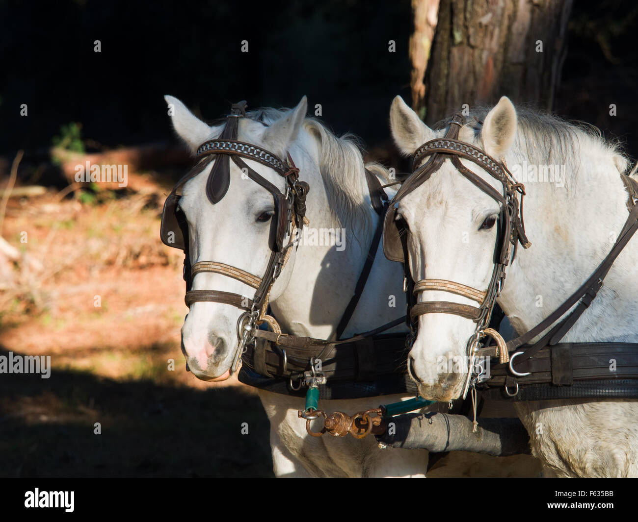 Portrait de profil de deux chevaux blancs avec des oeillères et harnais attelés à un chariot Banque D'Images