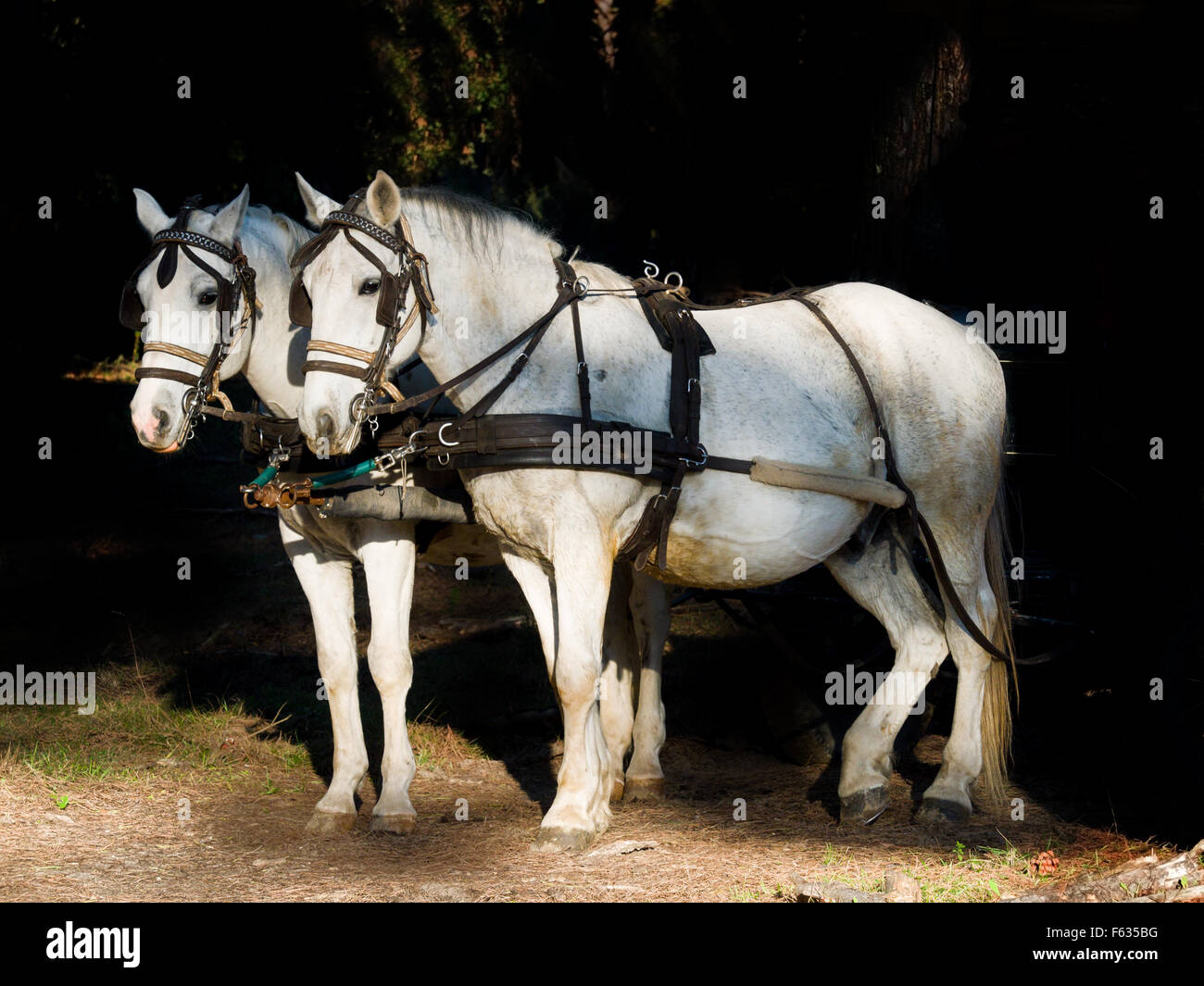 Deux chevaux blancs avec des oeillères et harnais attelés à un chariot. Format carré fond sombre. Banque D'Images