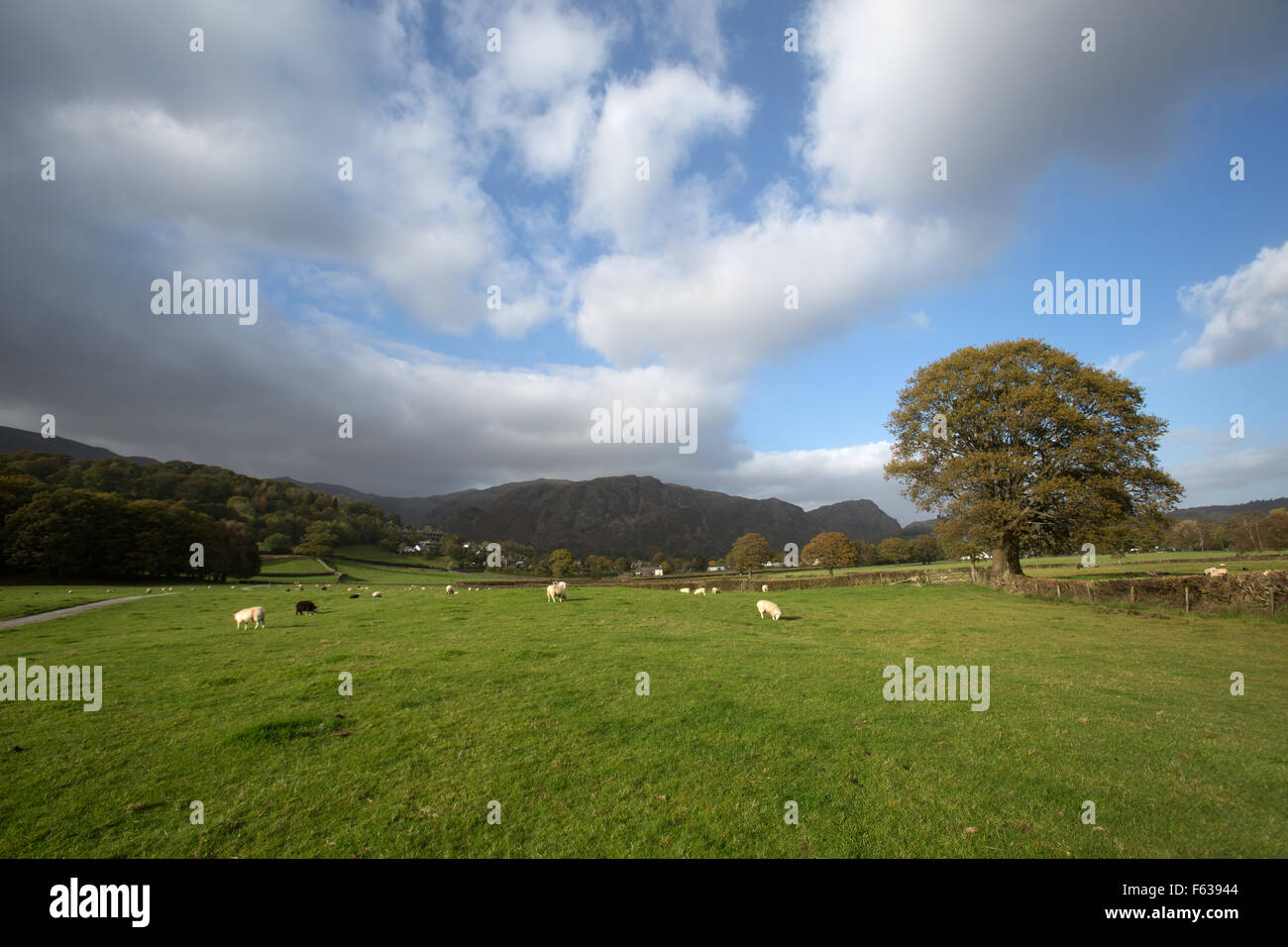 Village de Coniston, Angleterre. Vue d'automne pittoresque de moutons paissant dans les champs à proximité de la région du Lake District village de Coniston. Banque D'Images