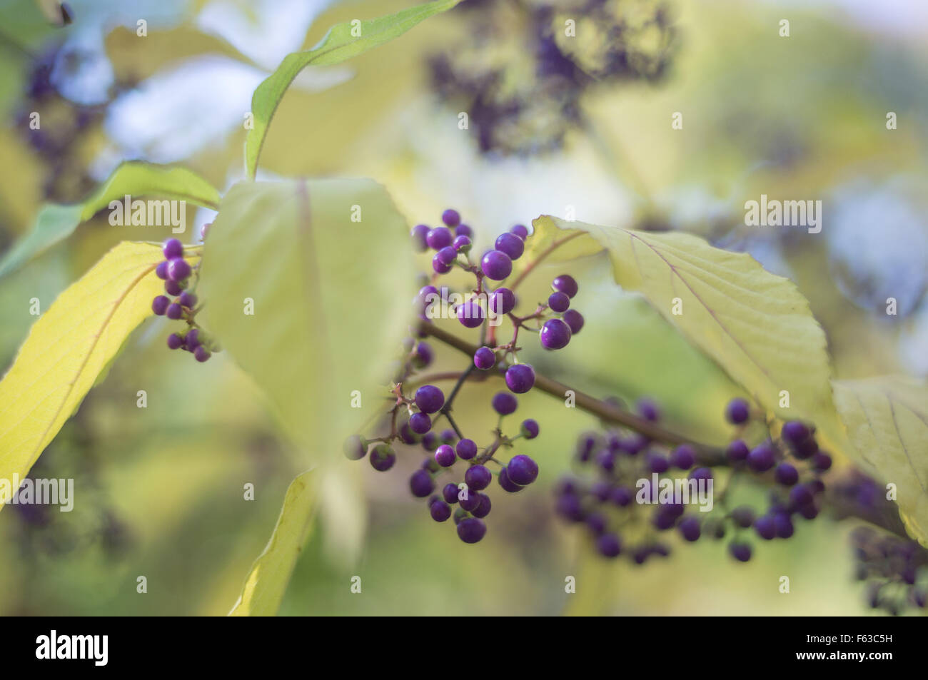 Purple Beautyberry feuilles et fruits d'automne Callicarpa bodinieri Banque D'Images