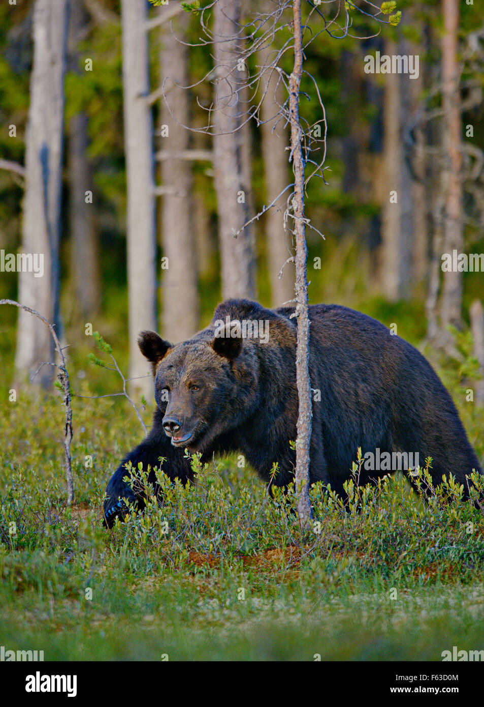 Vu d'un ours brun se cacher. Zone de Kuhmo (Finlande, à un kilomètre de la frontière russe). Banque D'Images