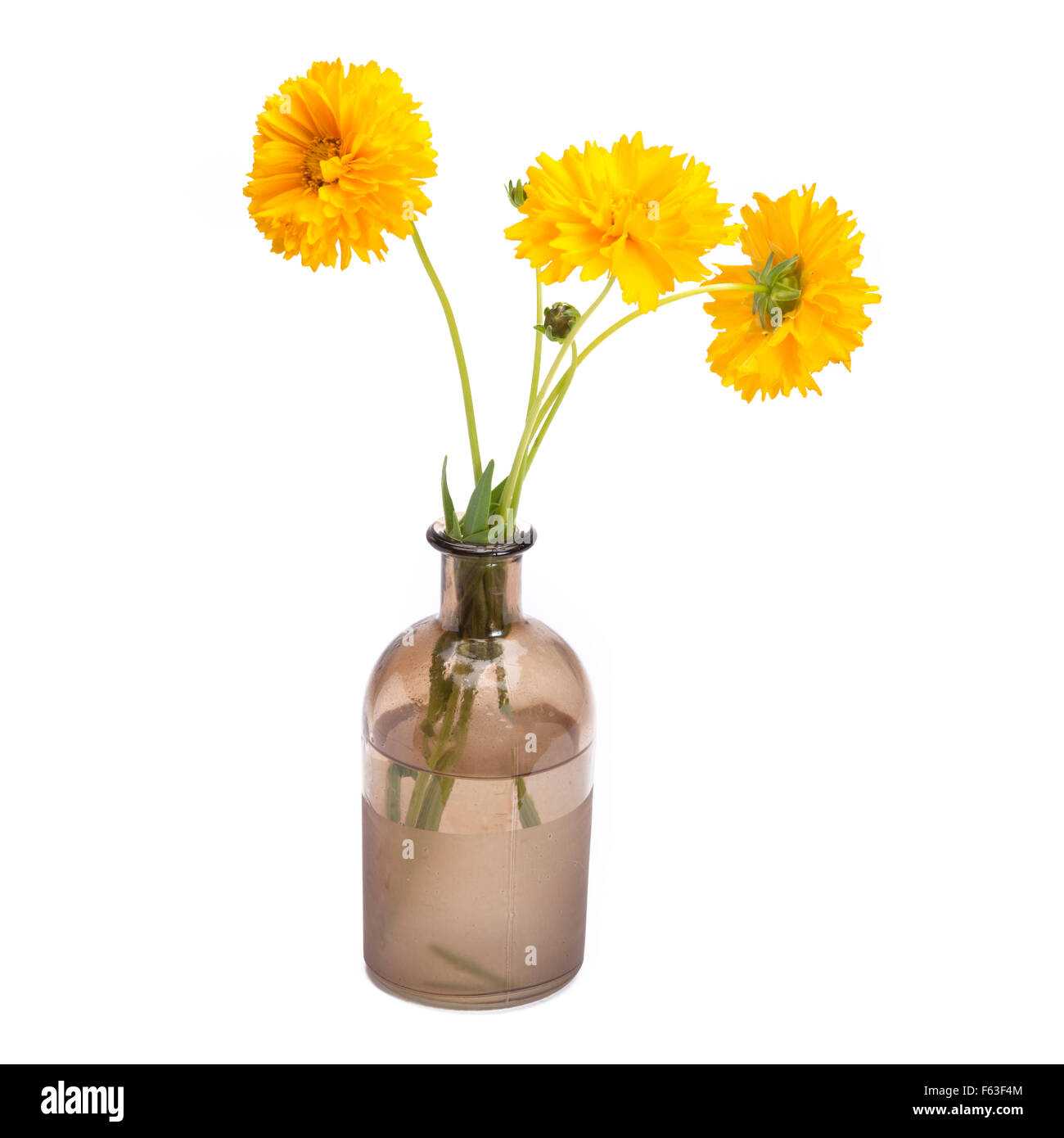 Coreopsis dans vintage vase isolé sur fond blanc Banque D'Images